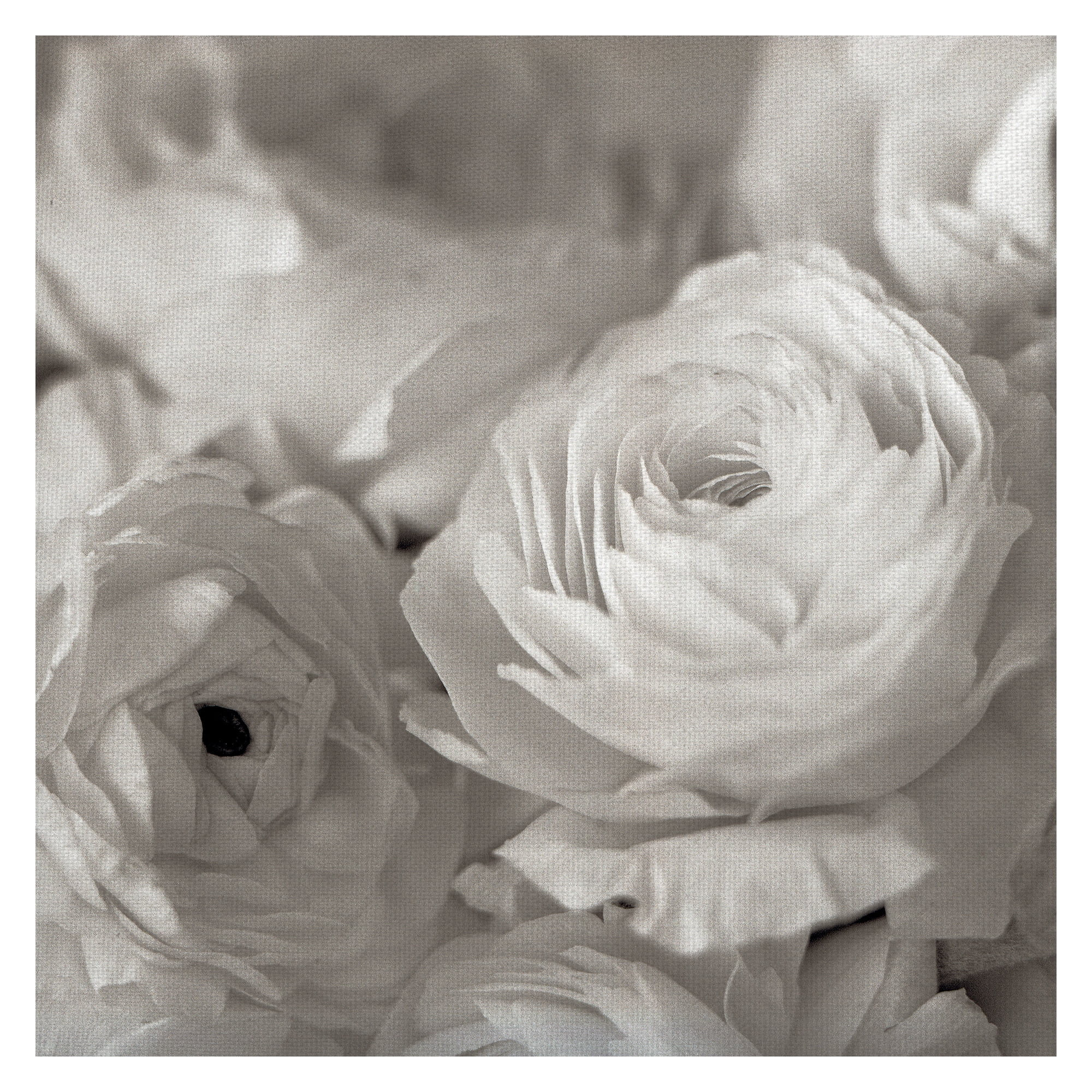 Masterpiece Art Gallery Florison #47 White Roses By Alan Blaustein Canvas Art Print 24" x 24"