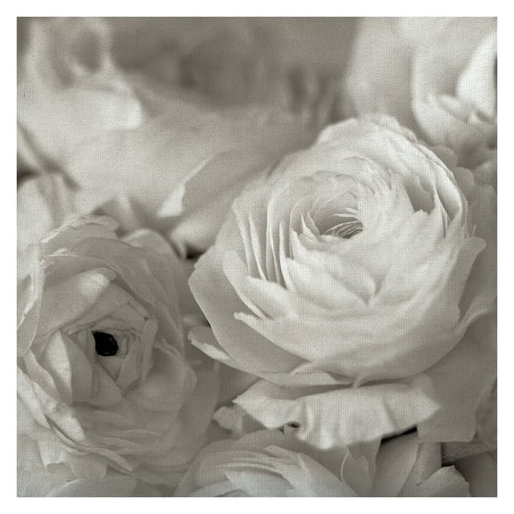 Masterpiece Art Gallery Florison #47 White Roses By Alan Blaustein Canvas Art Print 24" x 24"