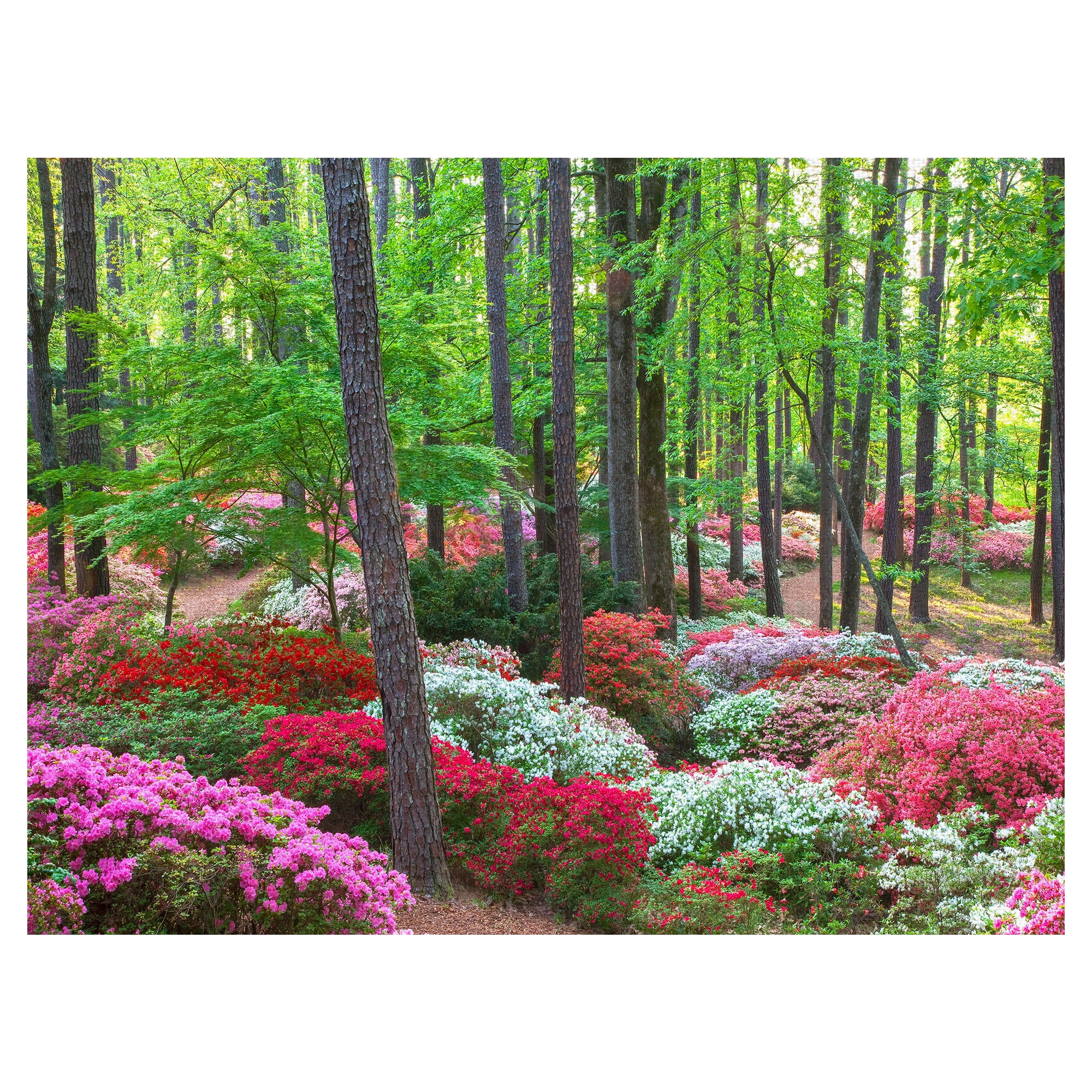 Masterpiece Art Gallery Forest Ground Cover by Robin Constable Hanson Canvas Photo Art Print 18" x 24"