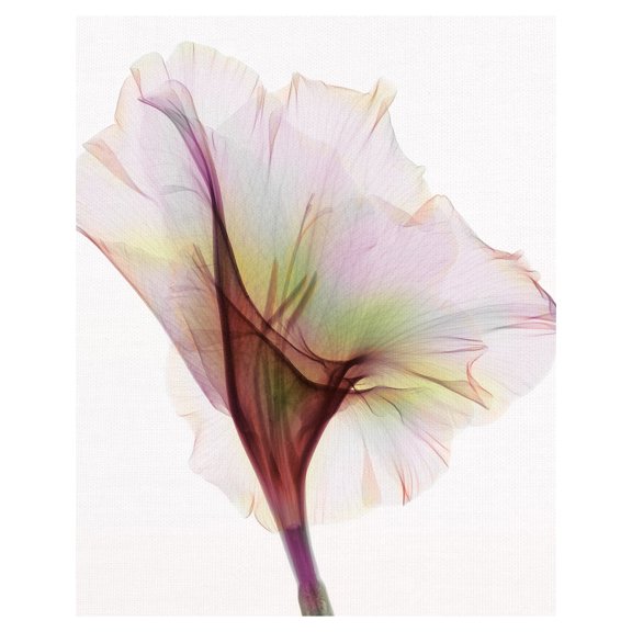 Masterpiece Art Gallery Gladiolus By Hong Pham Canvas Art Print 16" x 20"