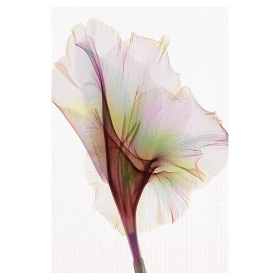 Masterpiece Art Gallery Gladiolus By Hong Pham Canvas Art Print 24" x 36"