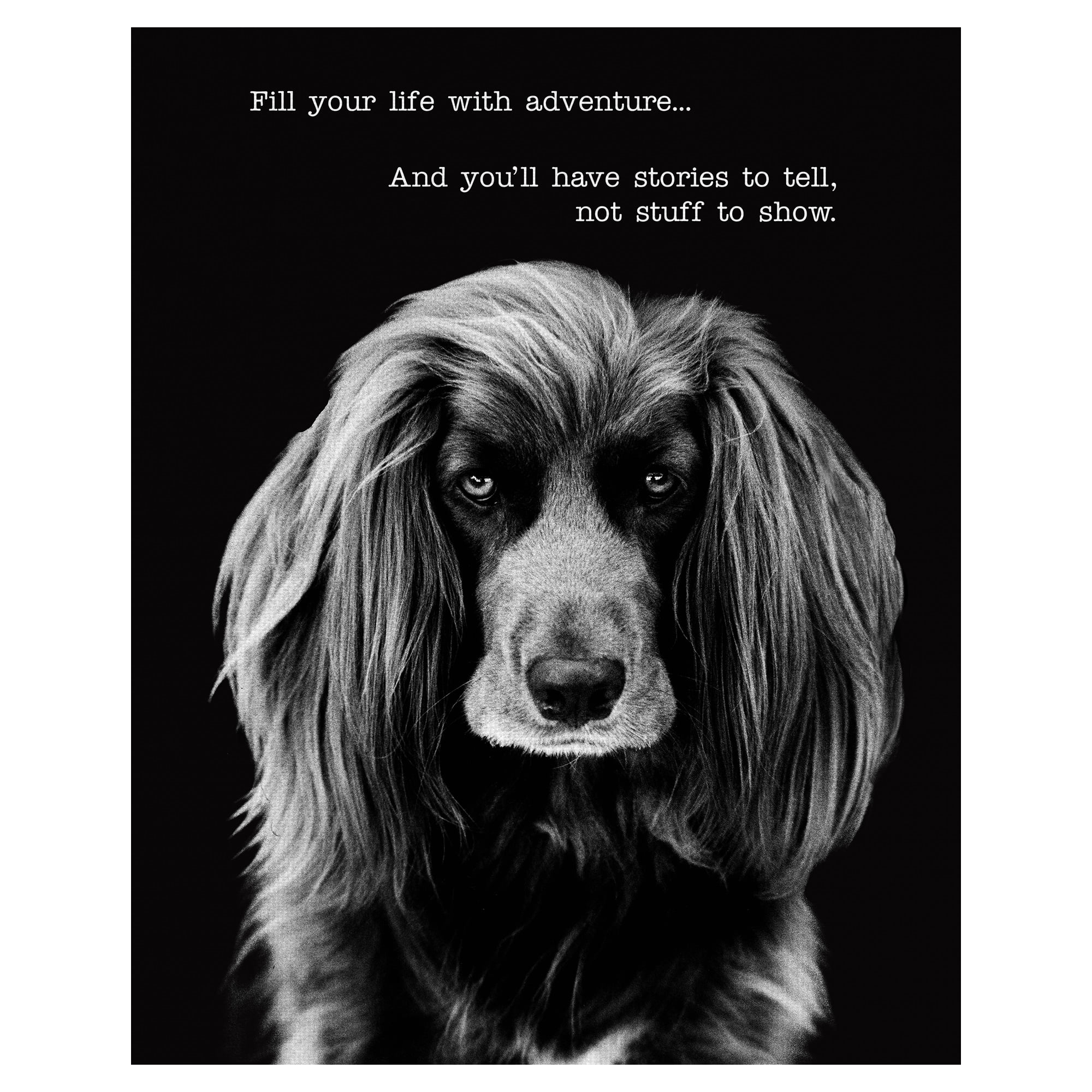 Masterpiece Art Gallery Harry the Dog by Frank Bruynbroek Black and White Canvas Photo Print 16" x 20"