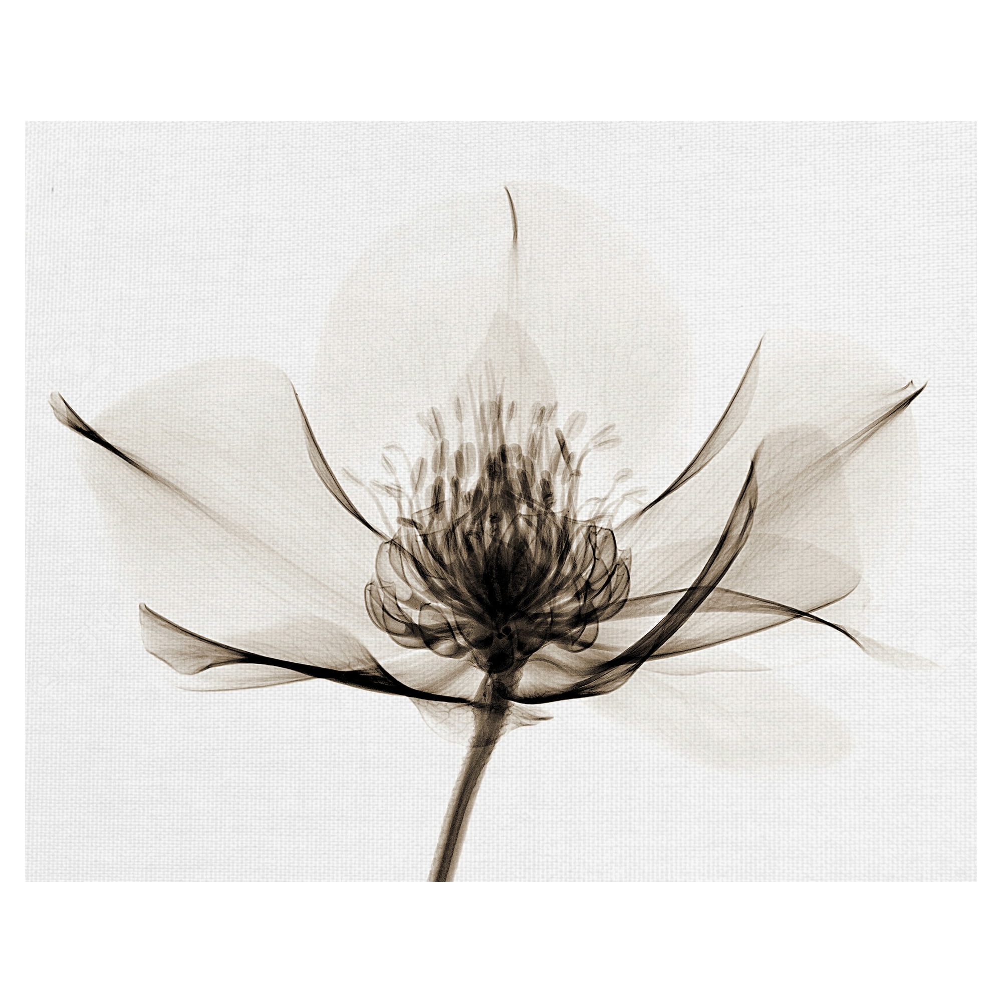 Masterpiece Art Gallery Hellebore I By Robert Coop Canvas Art Print 22" x 28"