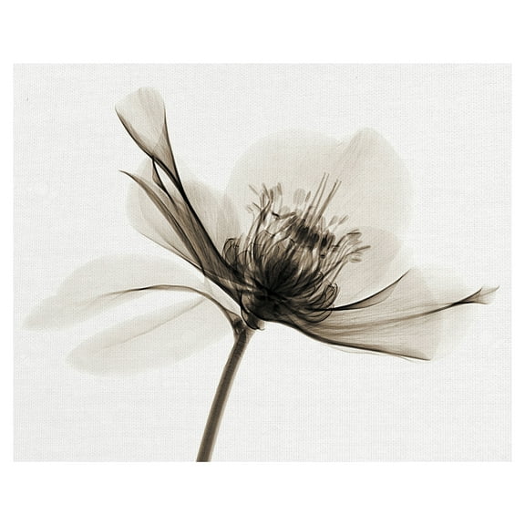 Masterpiece Art Gallery Hellebore II By Robert Coop Canvas Art Print 22" x 28"