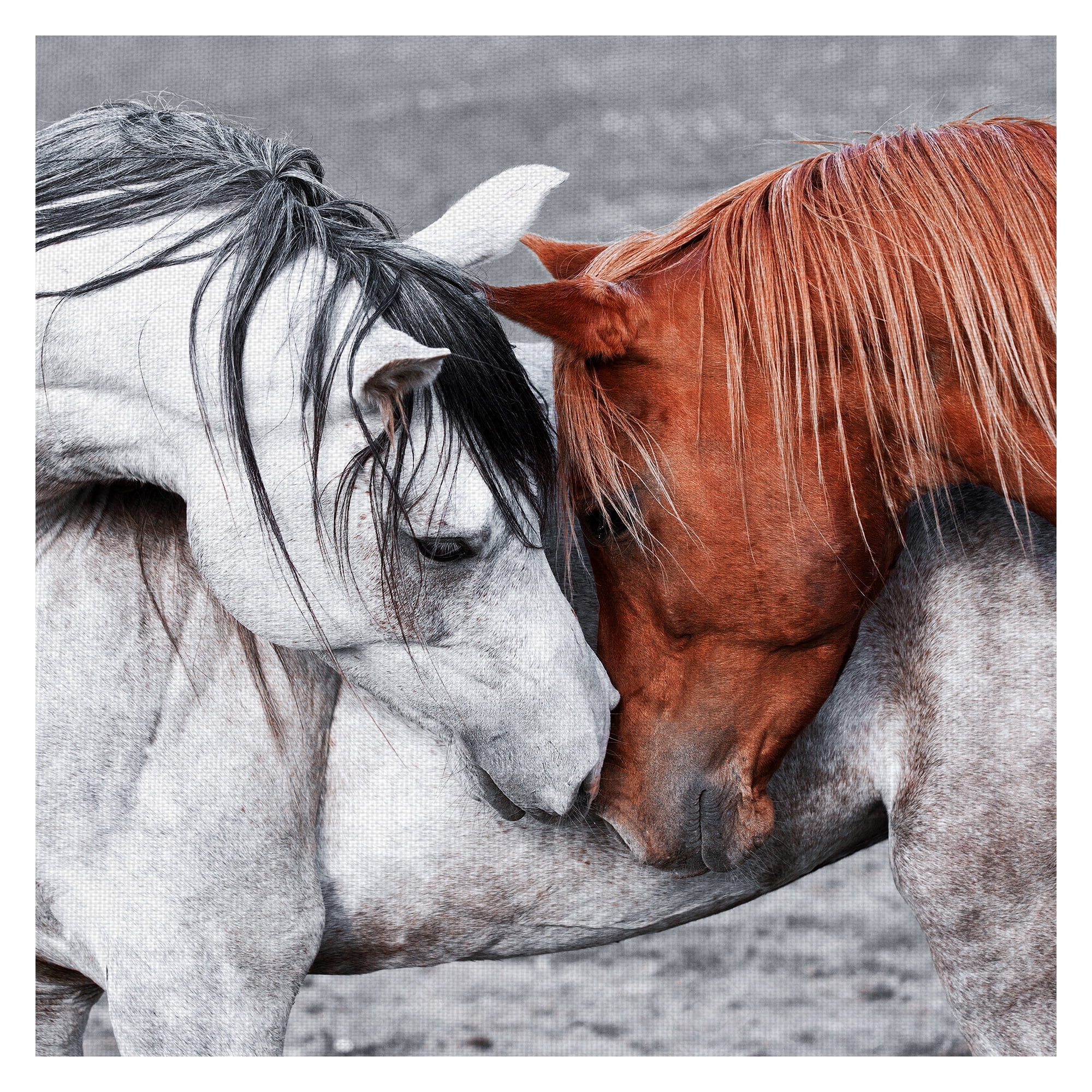 Gentle Nuzzling Horses Canvas Art Print for Kids Room