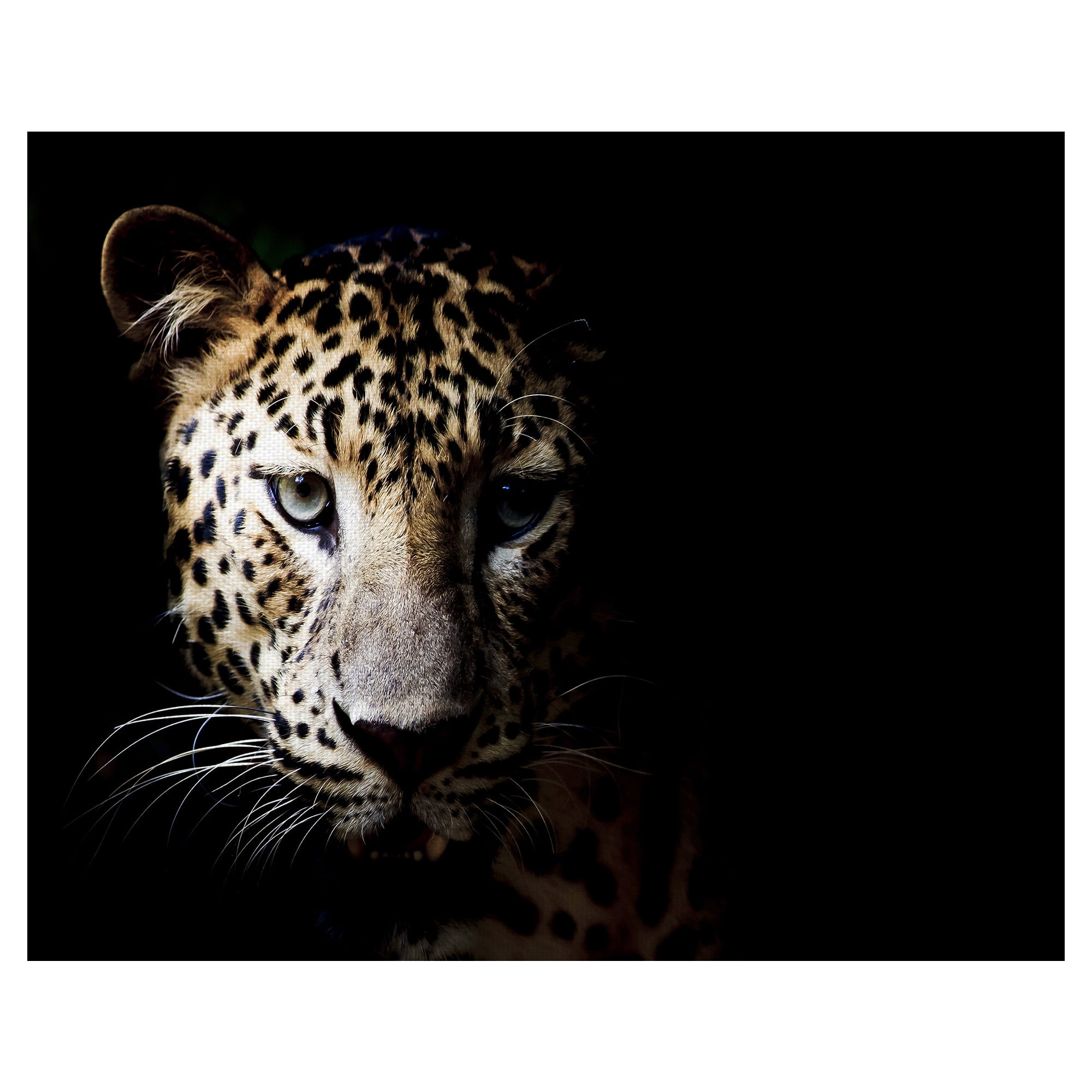 Masterpiece Art Gallery In the Shadows Leopard By Belle Maison Canvas Art Print 22" x 28"