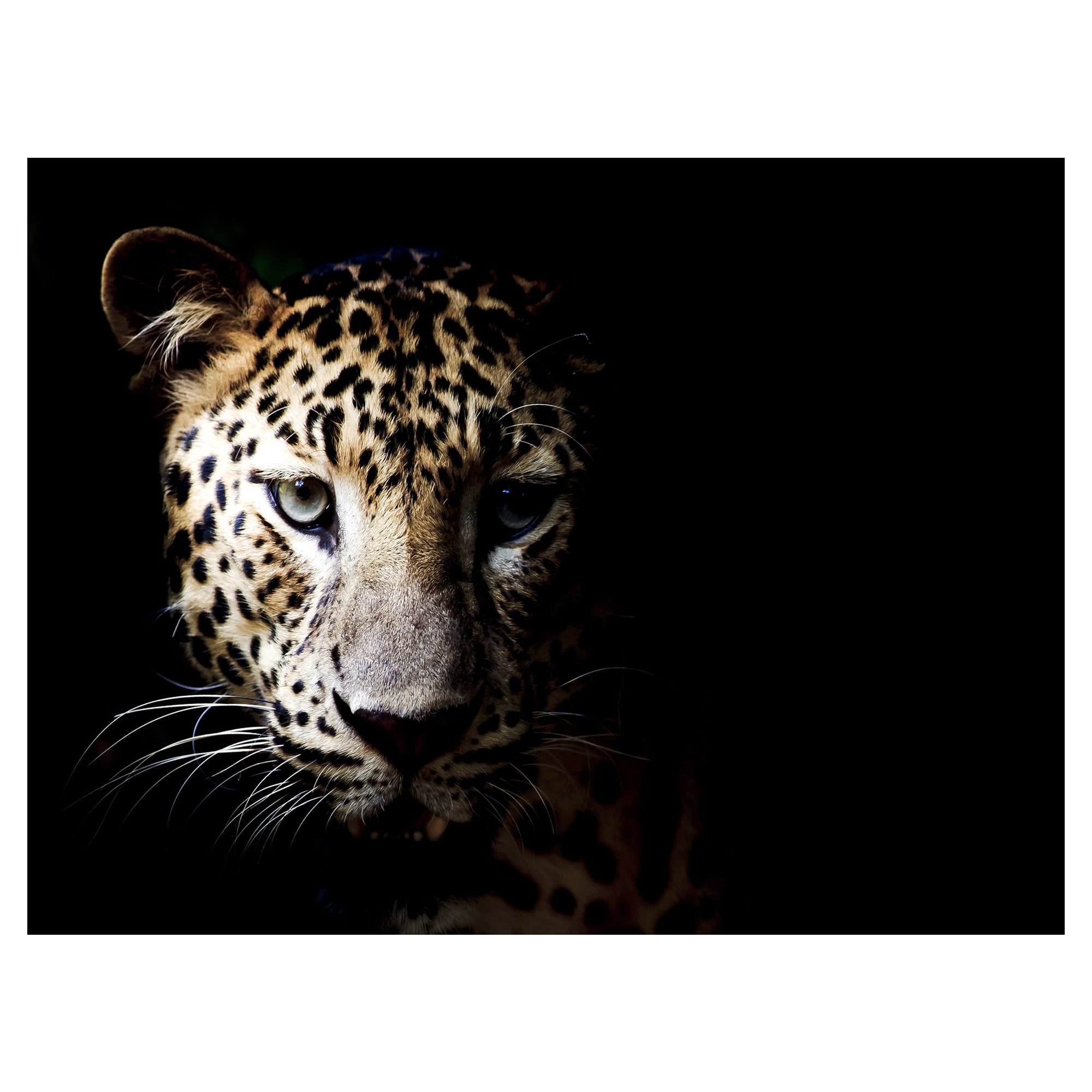 Masterpiece Art Gallery In the Shadows Leopard By Belle Maison Canvas Art Print 30" x 40"