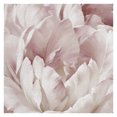 thumbnail image 1 of Masterpiece Art Gallery Intimate Blush III Rose Petals By Igor Levashov Canvas Art Print 24" x 24", 1 of 4