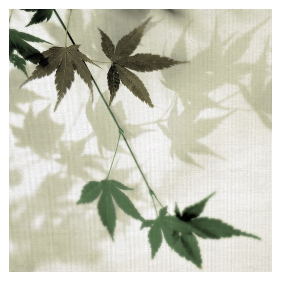 Masterpiece Art Gallery Japanese Maple #2 Leaves By Alan Blaustein Canvas Art Print 24" x 24"