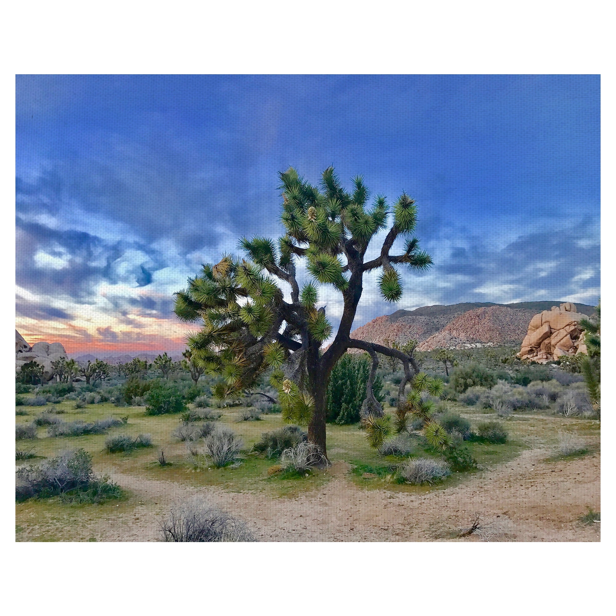 Masterpiece Art Gallery Joshua Tree Moment by James Carol Canvas Art Print 22" x 28"