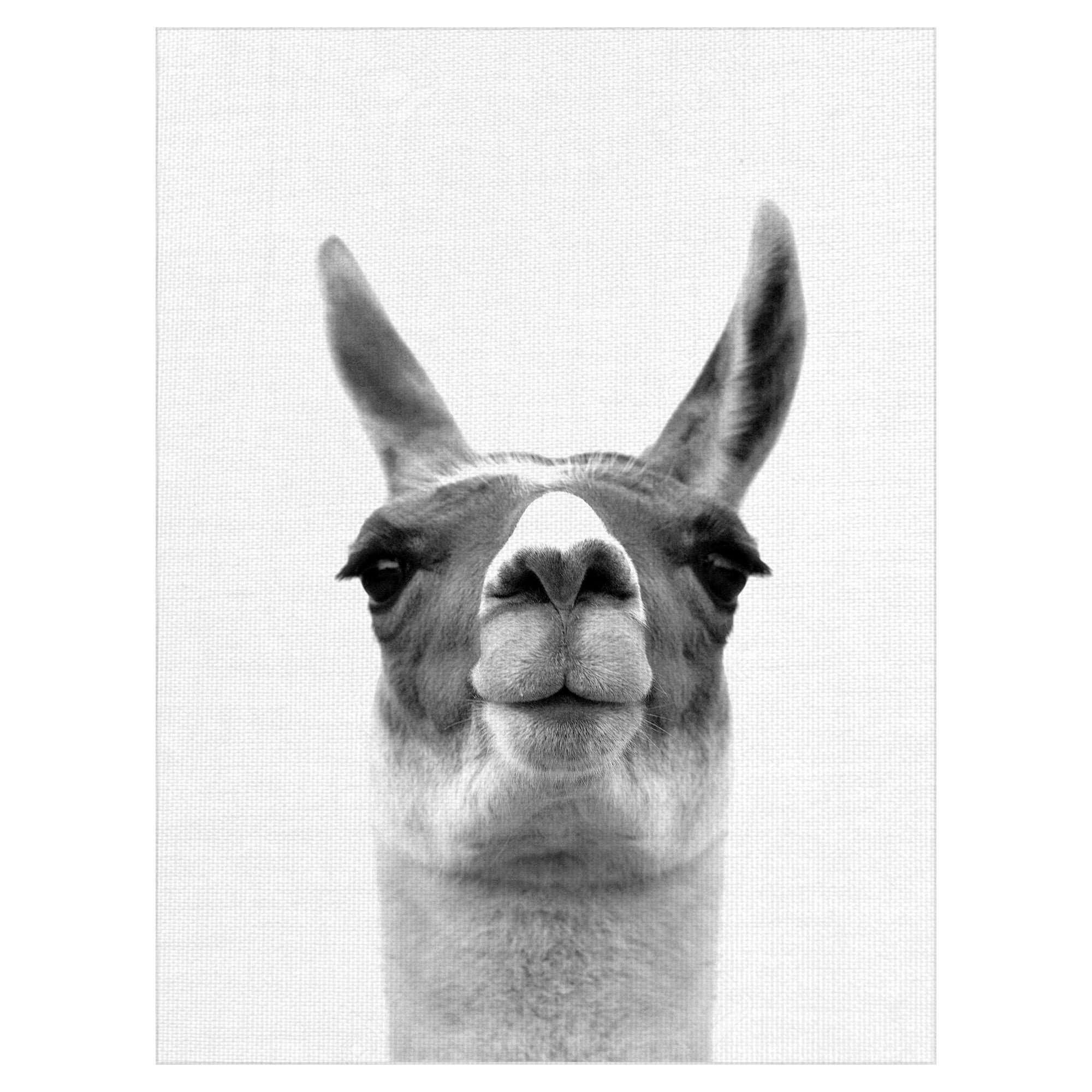 Masterpiece Art Gallery Listening Llama by Belle Maison Canvas Art Print 30" x 40"