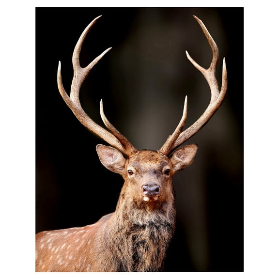 Masterpiece Art Gallery Magnificent Deer By Belle Maison Canvas Art Print 22" x 28"