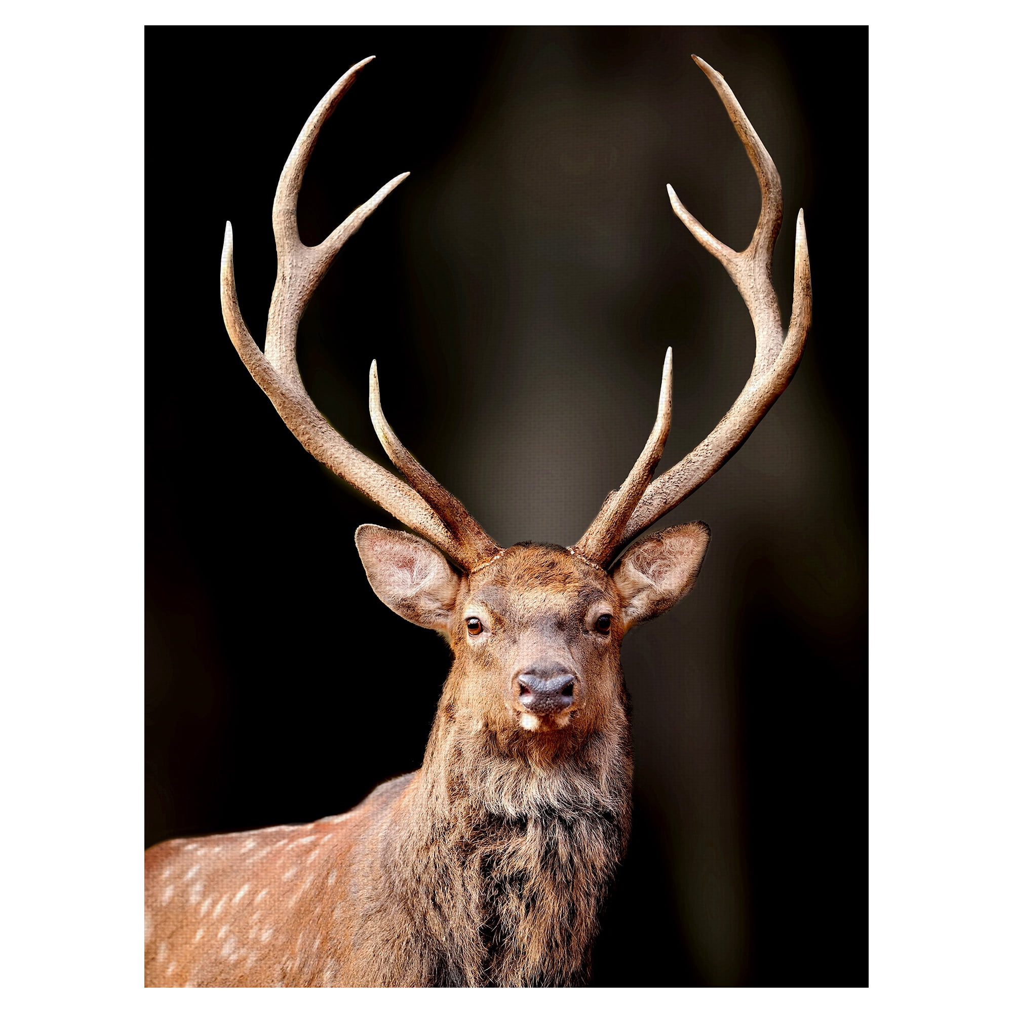 Masterpiece Art Gallery Magnificent Deer By Belle Maison Canvas Art Print 30" x 40"