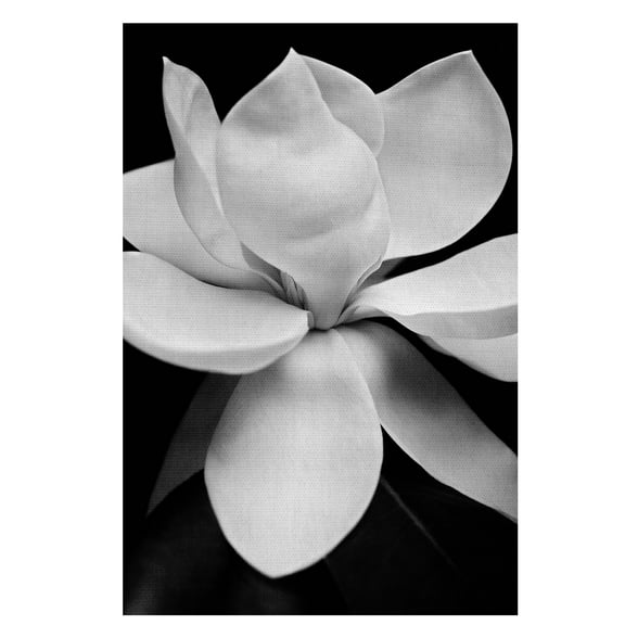 Masterpiece Art Gallery Magnolia I White by Michael Harrison Canvas Art Print