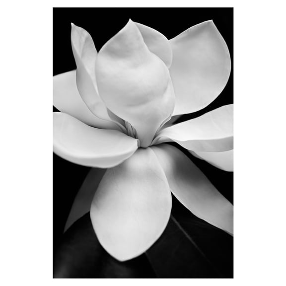 Masterpiece Art Gallery Magnolia I White by Michael Harrison Canvas Art Print