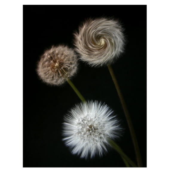 Masterpiece Art Gallery Metamorphose Dandelions By Ilona Wellmann Canvas Art Print 30" x 40"