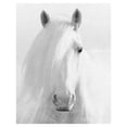 thumbnail image 1 of Masterpiece Art Gallery Natural Blonde Horse by Belle Maison Canvas Photo Art Print 22" x 28", 1 of 4