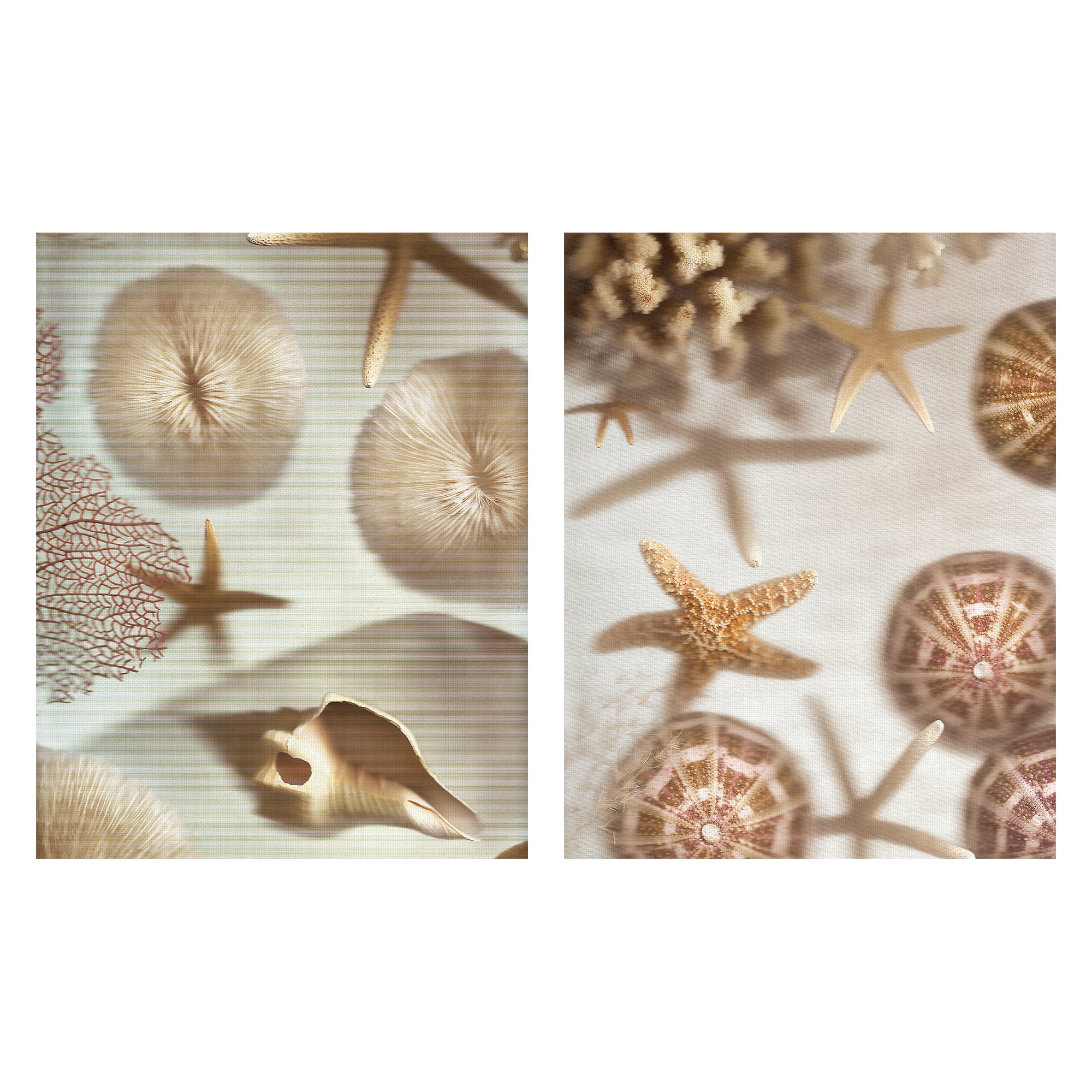 Masterpiece Art Gallery Nautical Illuminations No. 1 And 3 Sea Creatures By Alan Blaustein Canvas Art Print Set Of 2 (18" x 24")