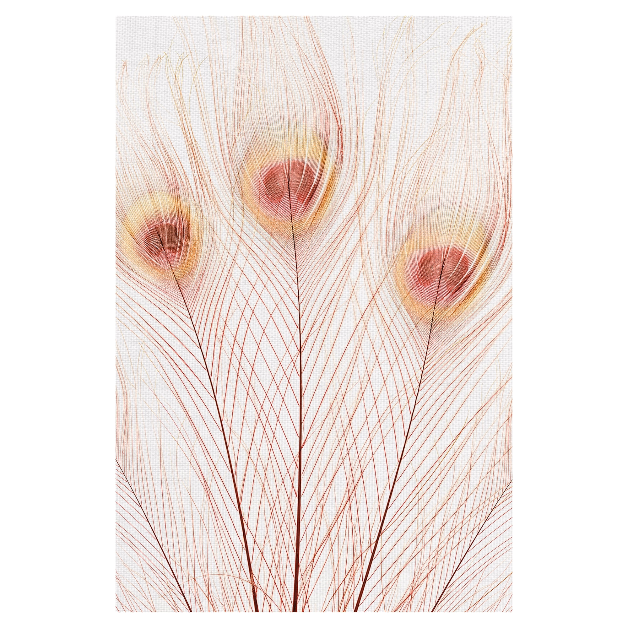 Masterpiece Art Gallery Peach Peacock Feathers by Belle Maison Canvas Photo Art Print 24" x 36"