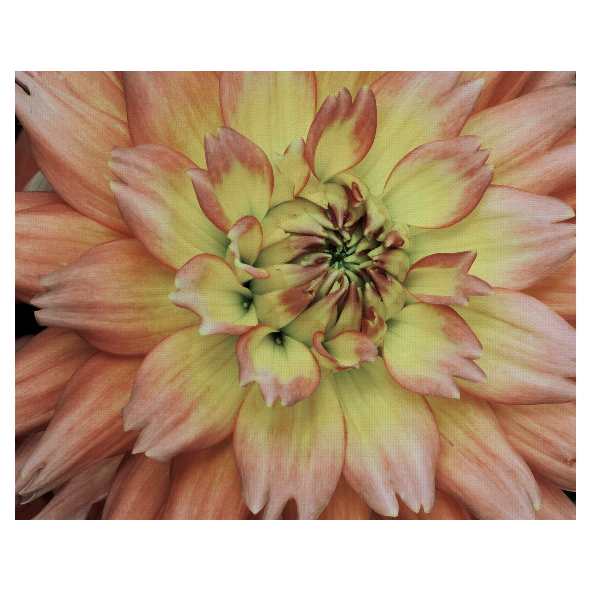 Masterpiece Art Gallery Pink Passion Soft Horizontal Flower By Robin Constable Hanson Canvas Art Print 22" x 28"