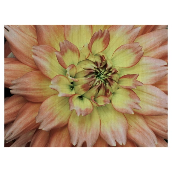 Masterpiece Art Gallery Pink Passion Soft Horizontal Flower By Robin Constable Hanson Canvas Art Print 30" x 40"