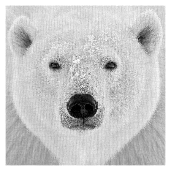 Masterpiece Art Gallery Polar Bear by PhotoINC Studio Canvas Art Print 35" x 35"