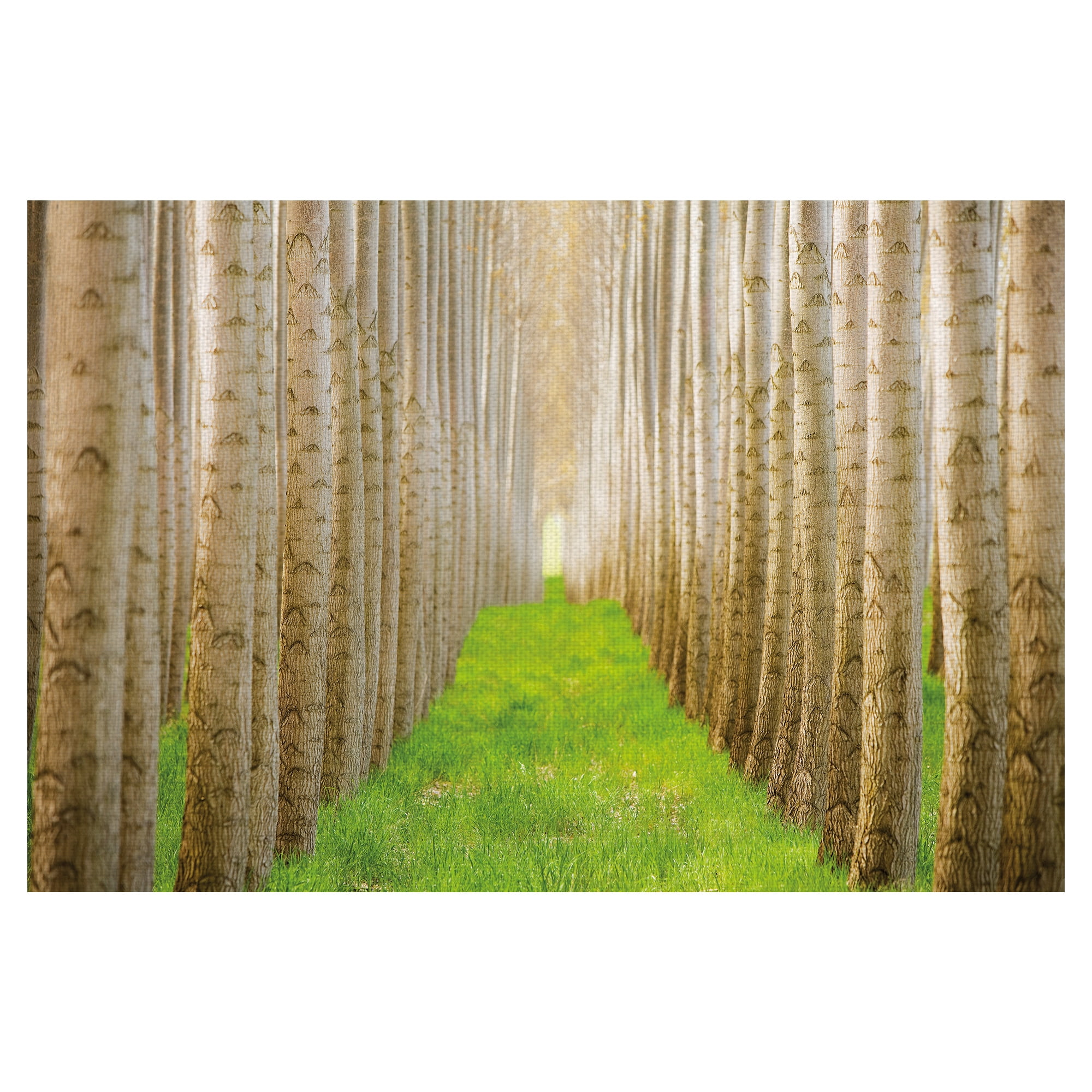 Masterpiece Art Gallery Poplar Grove Forest 1 by Acer Images Canvas Photo Art Print 24" x 36"