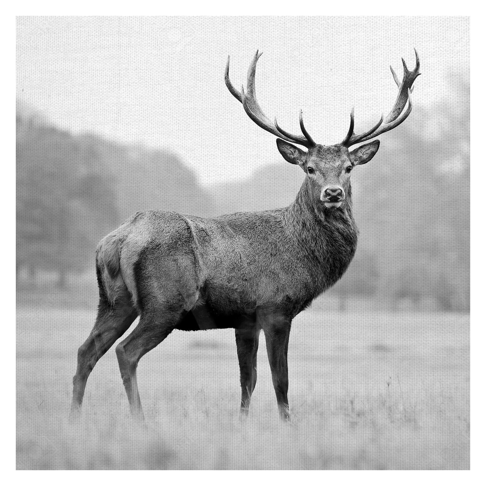 Regal Buck Black and White Canvas Art Print 24" x 24"