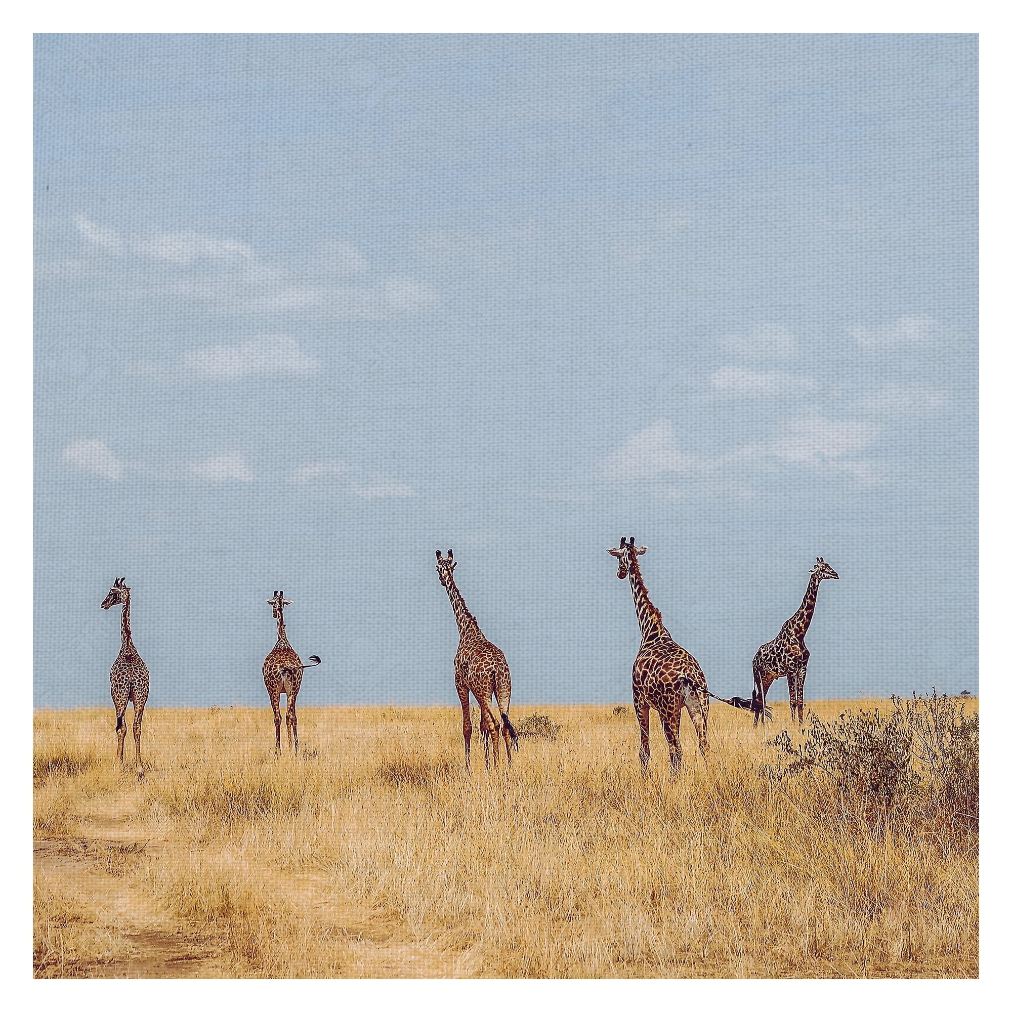 Masterpiece Art Gallery Safari Five Giraffes By Harshil Gudka Canvas Art Print 24" x 24"
