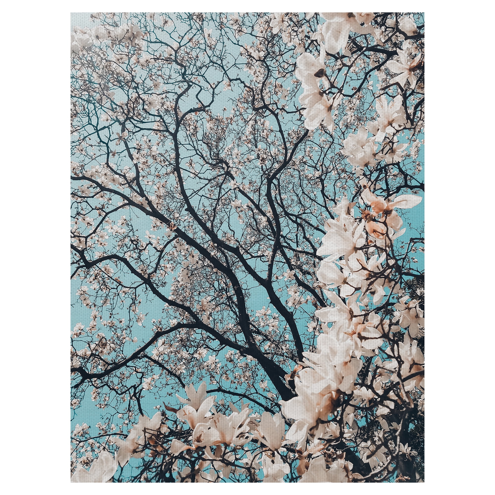 Masterpiece Art Gallery Signs of Spring Cherry Flower Blossoms by Meric Dagli Canvas Art Print 30" x 40"