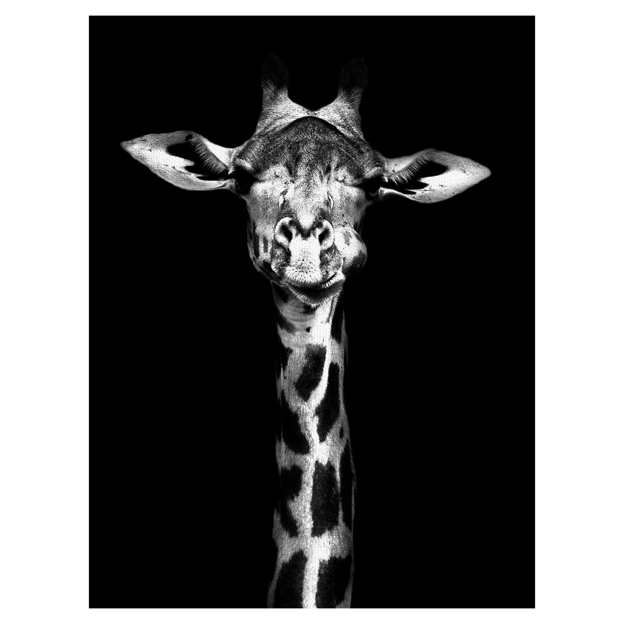 Masterpiece Art Gallery Standing Tall Giraffe by Belle Maison Canvas Art Print 30" x 40"