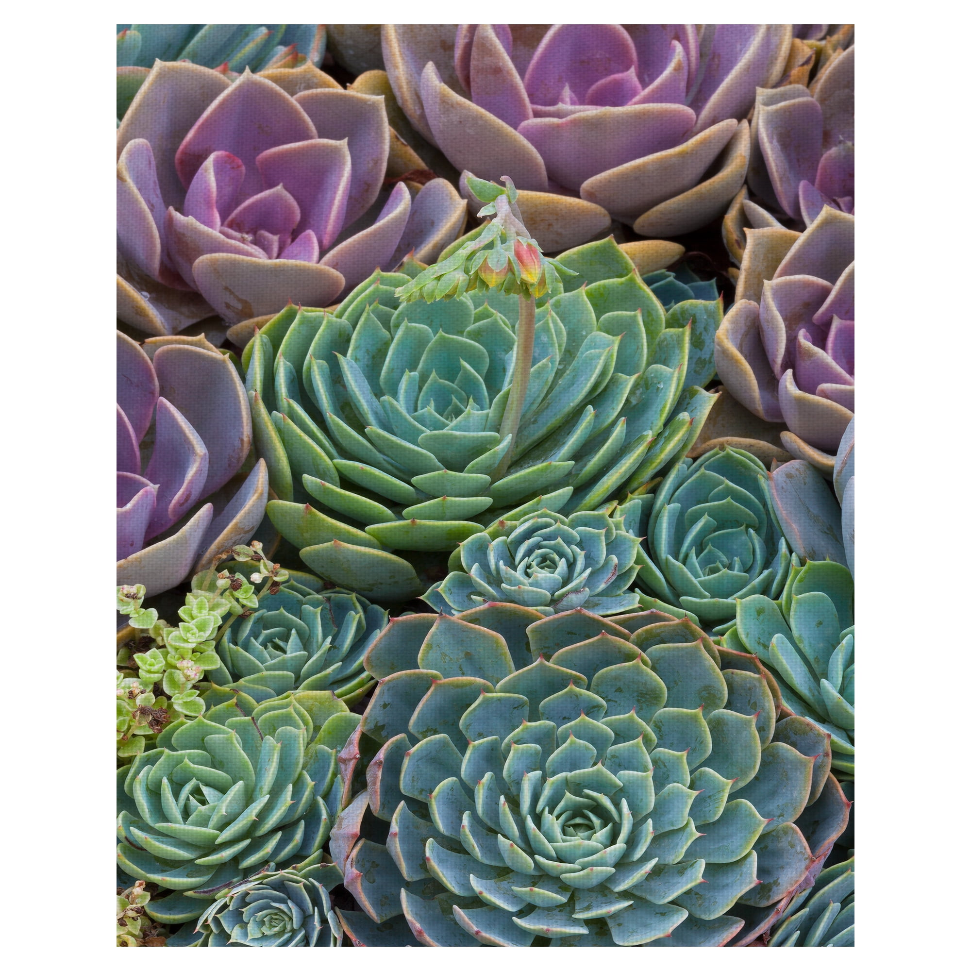 Vibrant Succulent Gemstones Canvas Art Print 16" x 20"
