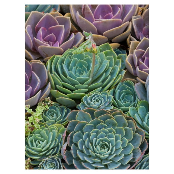 Masterpiece Art Gallery Succulent Gemstones III by Robin Constable Hanson Canvas Art Print 18" x 24"
