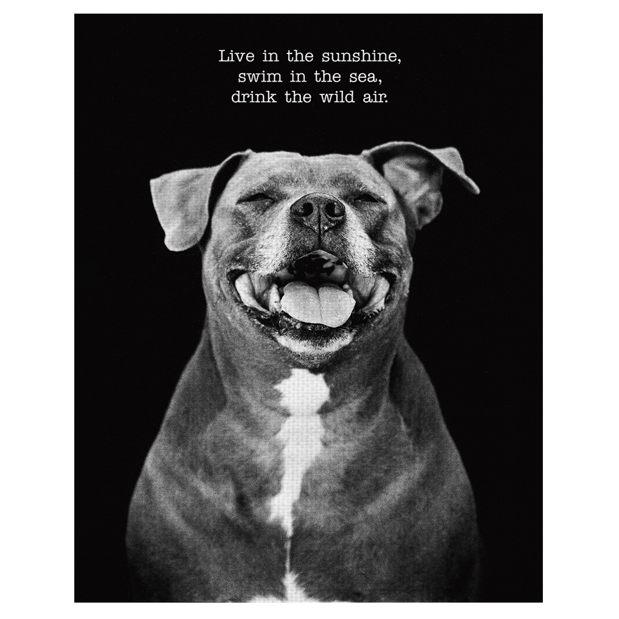 Masterpiece Art Gallery Sugar The Dog By Frank Bruynbroek Canvas Art Print 11" x 14"