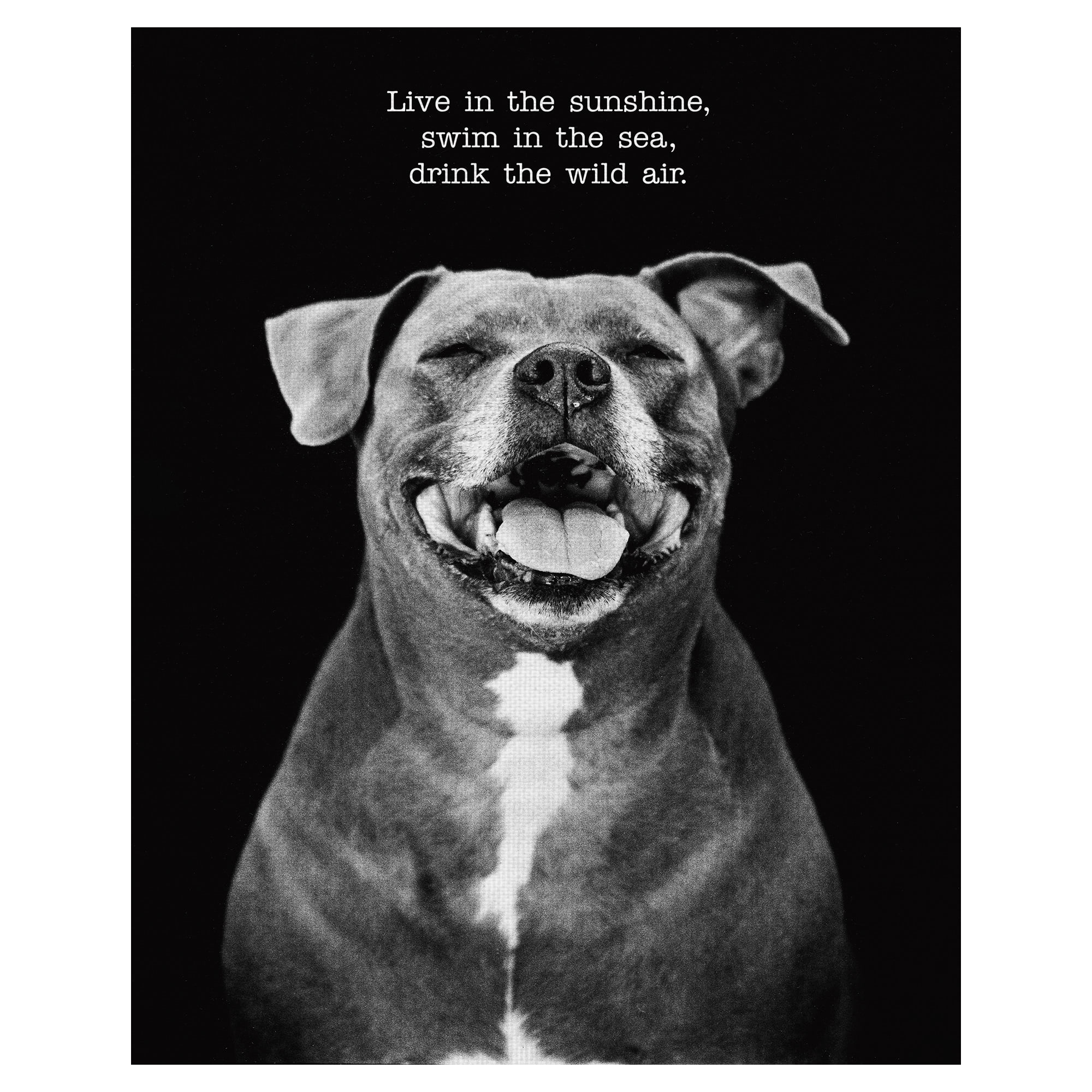 Masterpiece Art Gallery Sugar The Dog By Frank Bruynbroek Canvas Art Print 16" x 20"
