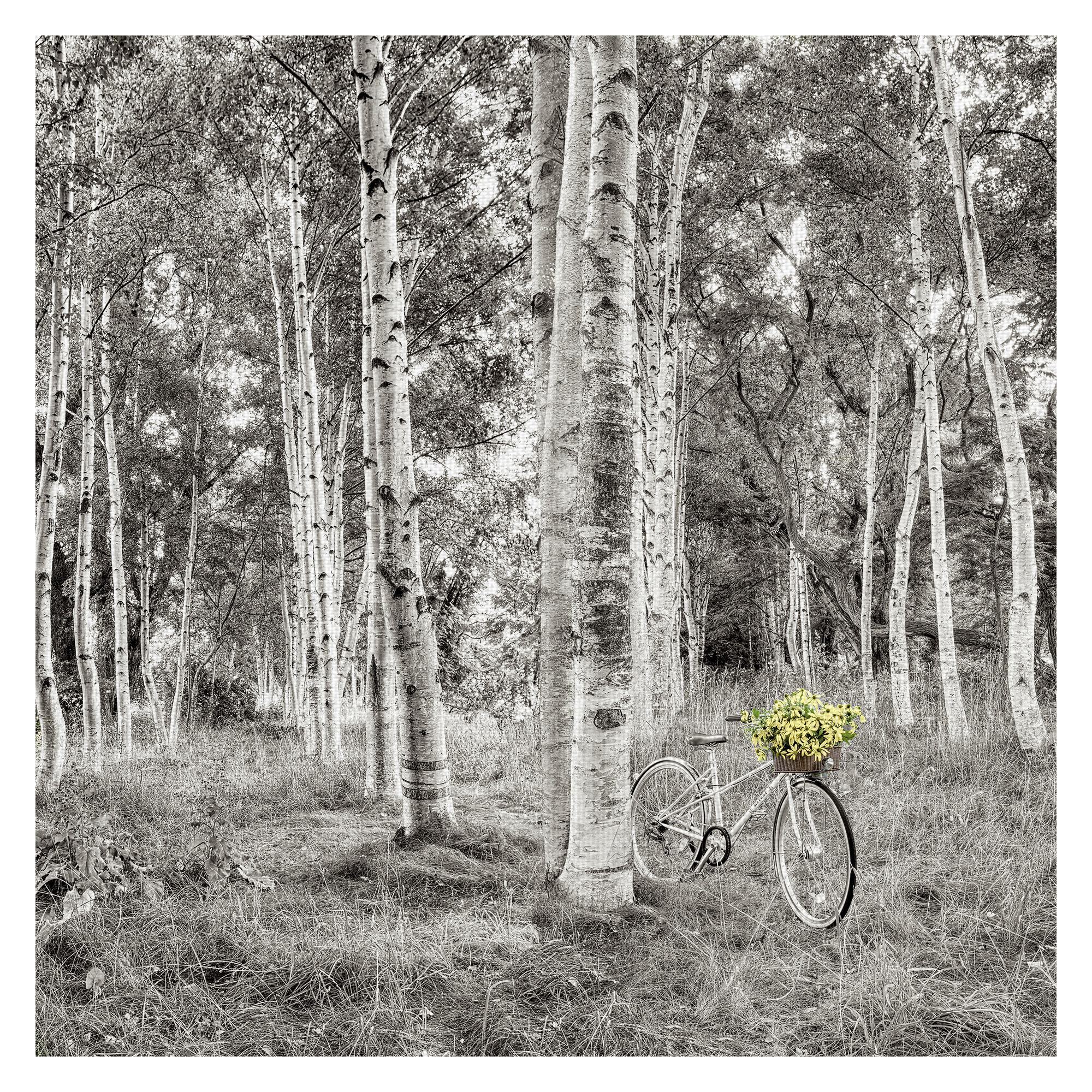 Masterpiece Art Gallery Sunflower Bicycle Ride Through The Forest By Alan Blaustein Canvas Art Print 24" x 24"