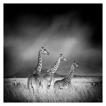 Masterpiece Art Gallery The Journey Of 3 Giraffes By Belle Maison Canvas Art Print 24" x 24"