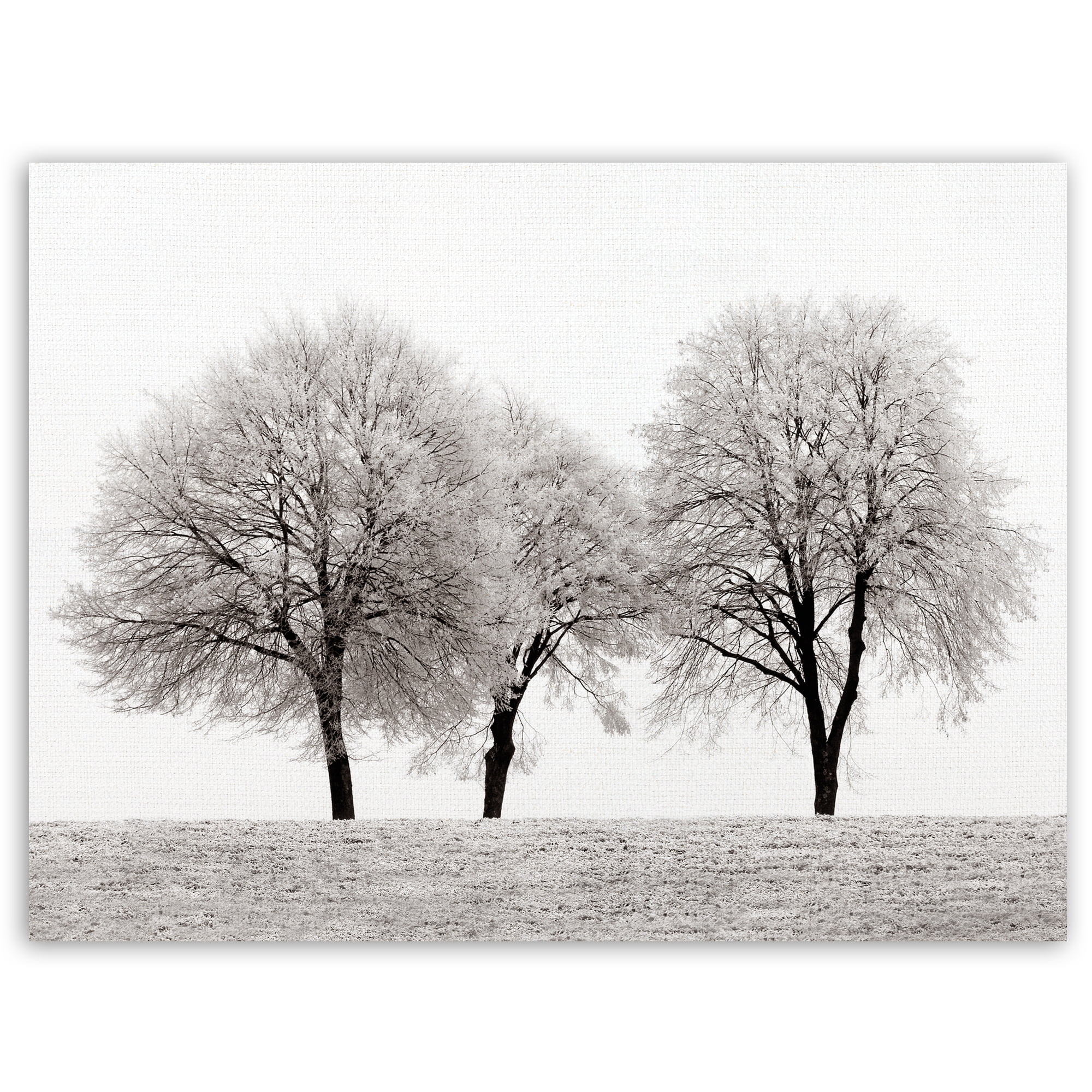 Masterpiece Art Gallery Three Trees By Ilona Wellmann Canvas Art Print 30" x 40"