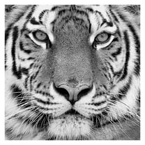 Masterpiece Art Gallery Tiger By PhotoINC Studio Canvas Art Print 30" x 30"