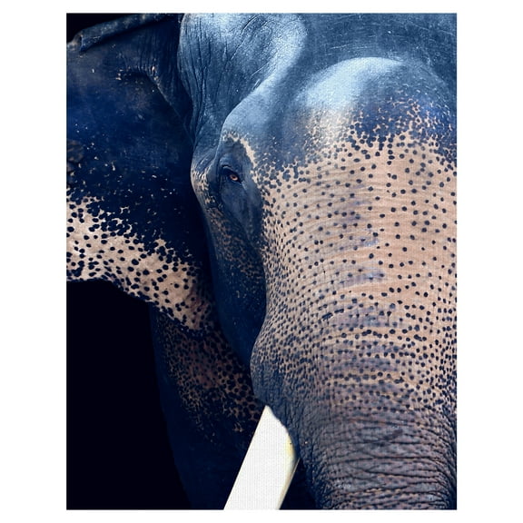 Masterpiece Art Gallery Titan The Elephant By Belle Maison Canvas Art Print 22" x 28"