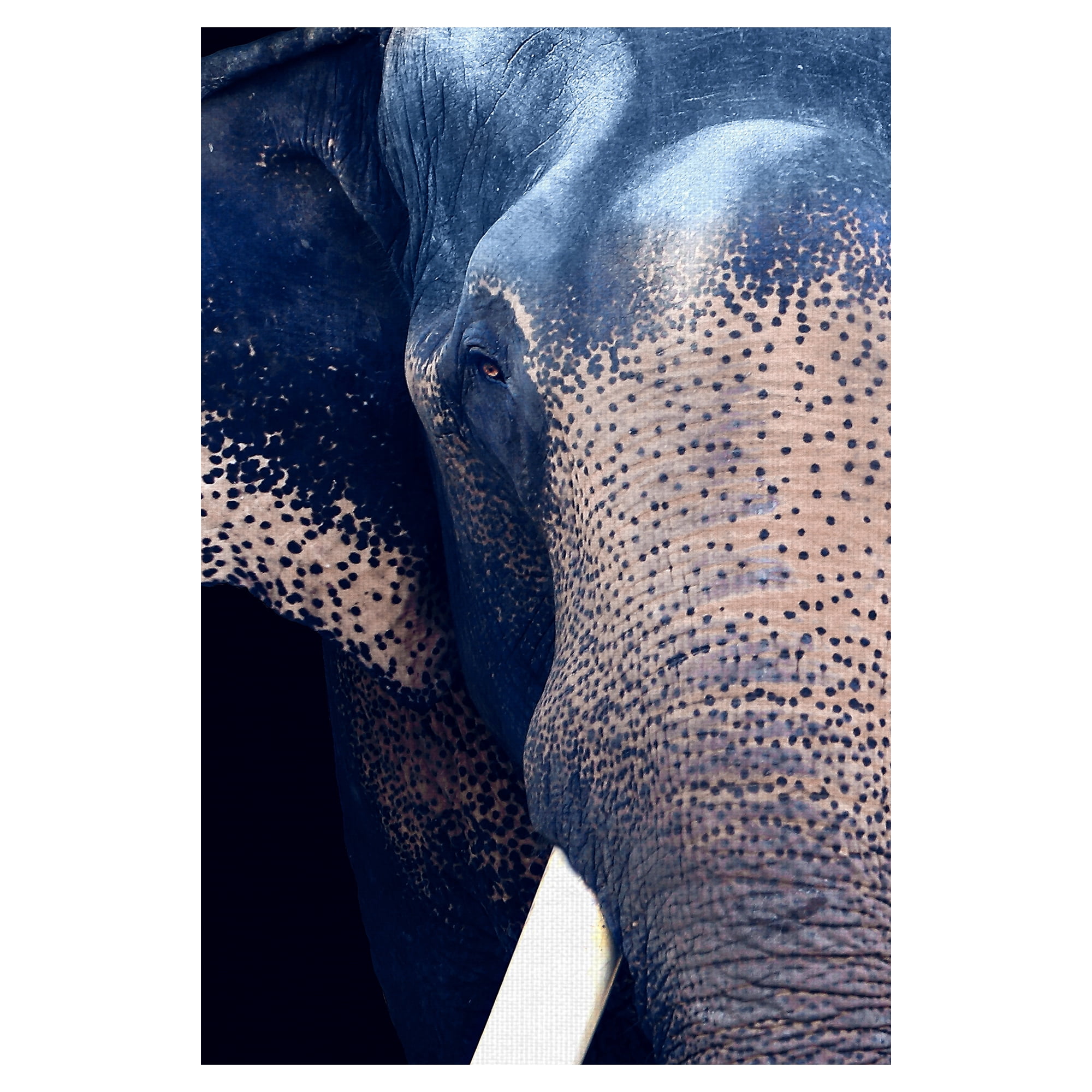 Masterpiece Art Gallery Titan The Elephant By Belle Maison Canvas Art Print 24" x 36"