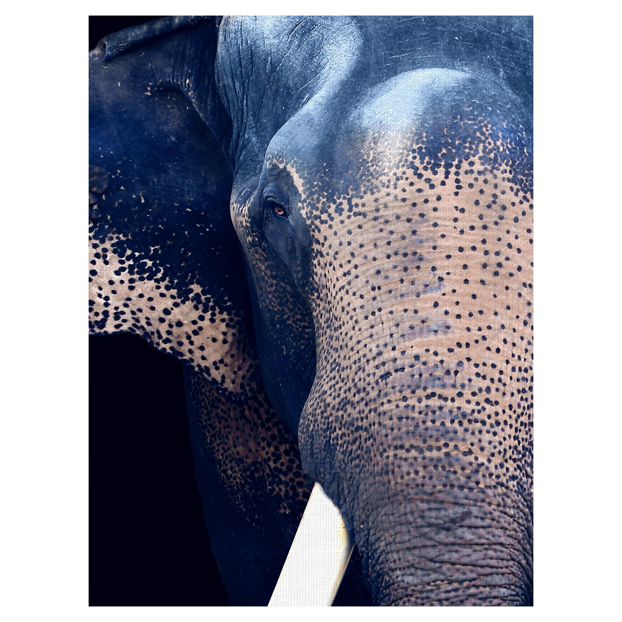Masterpiece Art Gallery Titan The Elephant By Belle Maison Canvas Art Print 30" x 40"