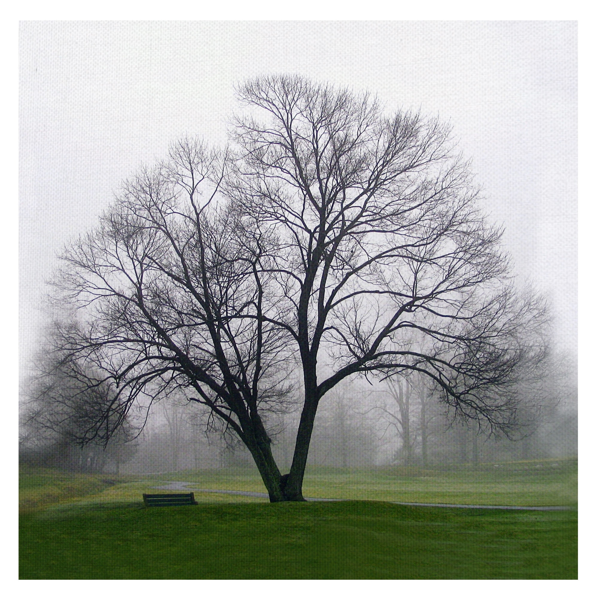 Masterpiece Art Gallery Tree Solo By Mary Campanga Canvas Art Print 24" x 24"