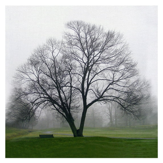 Masterpiece Art Gallery Tree Solo By Mary Campanga Canvas Art Print 35" x 35"