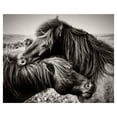 thumbnail image 1 of Masterpiece Art Gallery True Love Two Horses by Belle Maison Canvas Photo Art Print 22" x 28", 1 of 4