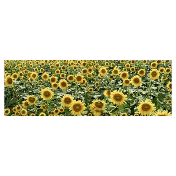 Masterpiece Art Gallery Tuscan Sunflower Field Pano #1 by Alan Blaustein Canvas Art Print 16" x 48"
