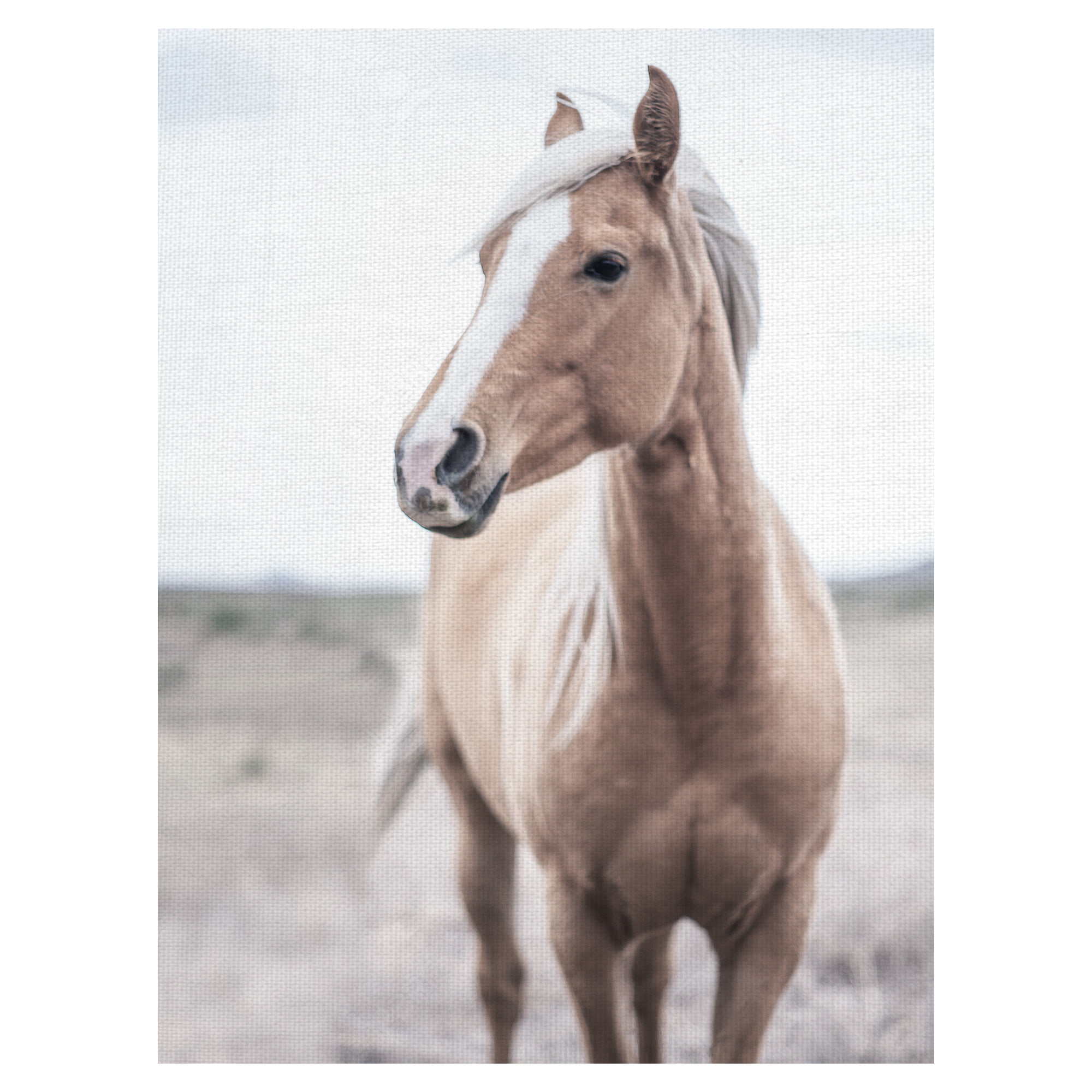 Masterpiece Art Gallery Western Blonde Horse By Chris Dunker Canvas Art Print 18" x 24"