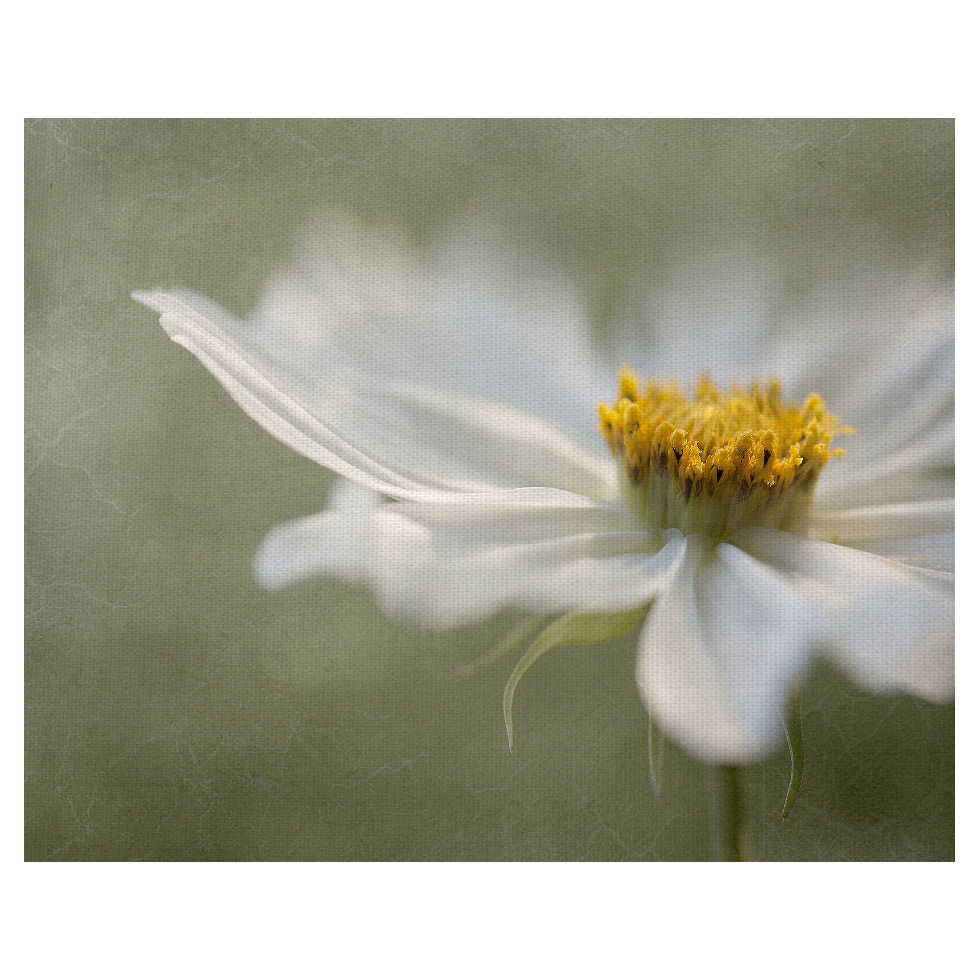 Masterpiece Art Gallery Whisper Of Daisies By Mandy Disher Canvas Art Print 22" x 28"