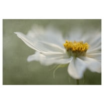 Masterpiece Art Gallery Whisper Of Daisies By Mandy Disher Canvas Art Print 24" x 36"