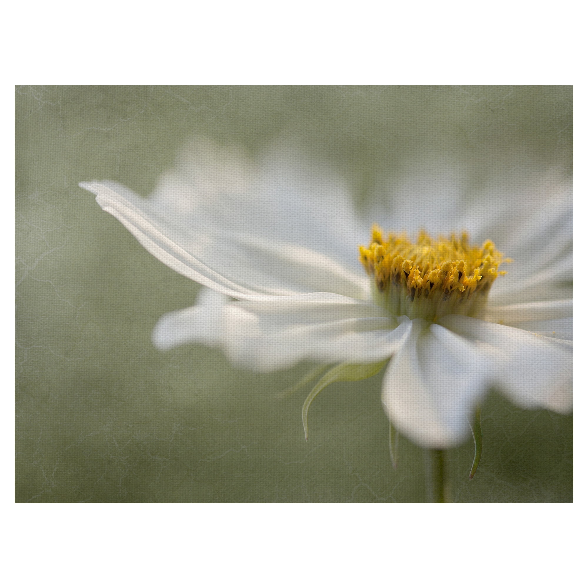 Masterpiece Art Gallery Whisper Of Daisies By Mandy Disher Canvas Art Print 30" x 40"